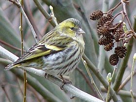 Female Eurasian Siskin - Carduelis spinus © John Muddeman